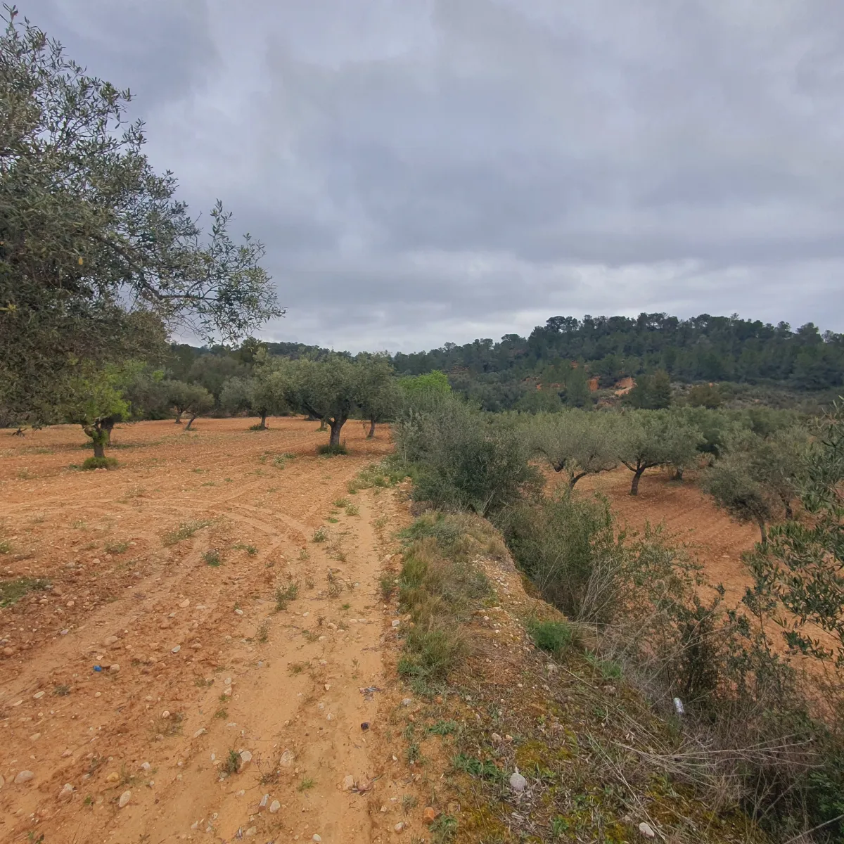 Suelo agrícola en venta en El Pinell de Brai