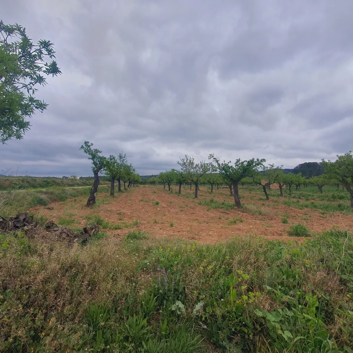 Suelo agrícola en venta en El Pinell de Brai